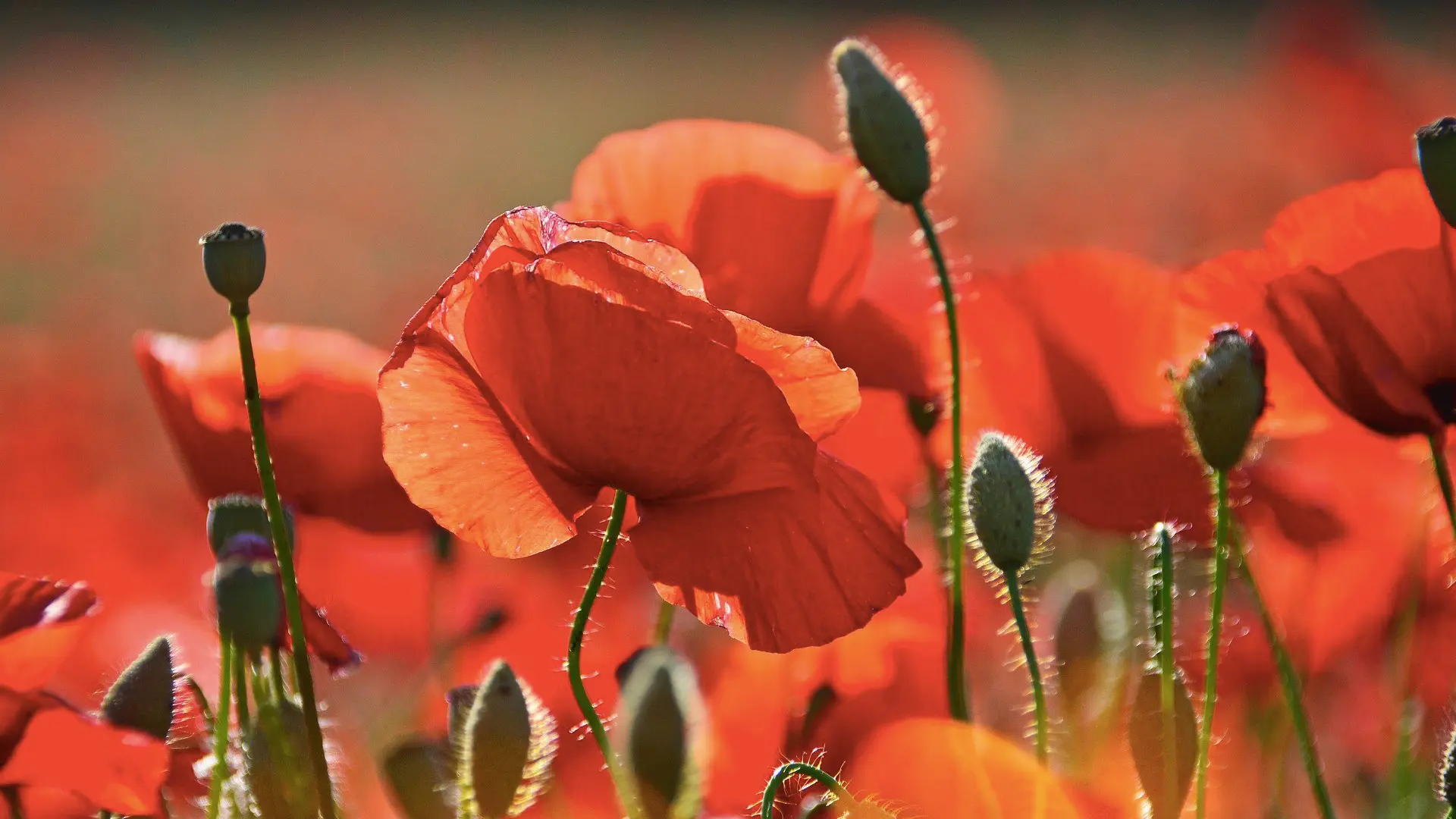 Sibylle Keller-Bühlmann | Praxis Craniosakral